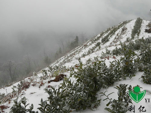 茶園風(fēng)光(guāng)14