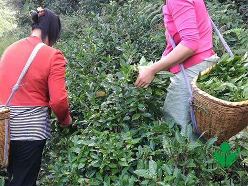 茶園風(fēng)光(guāng)2