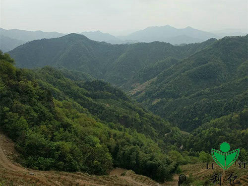 茶園風(fēng)光(guāng)1