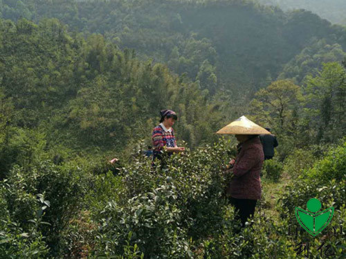 茶園風(fēng)光(guāng)11