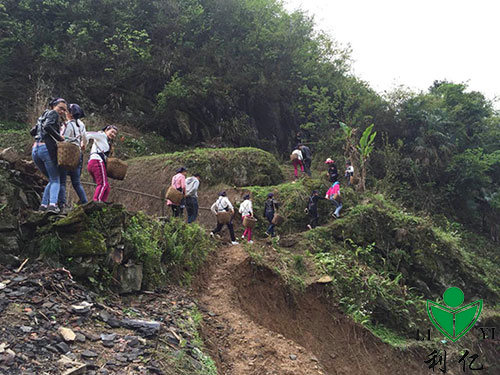 茶園風(fēng)光(guāng)9